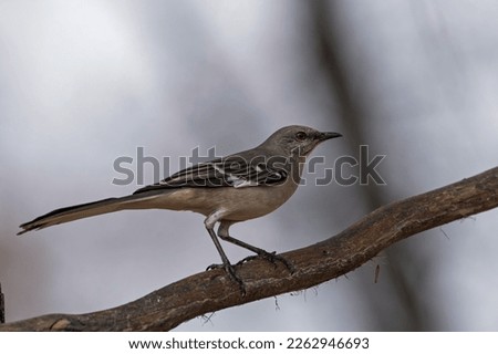 Northern Mockingbird perched on fence 