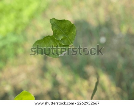 Leaf picture for agriculture and plants
