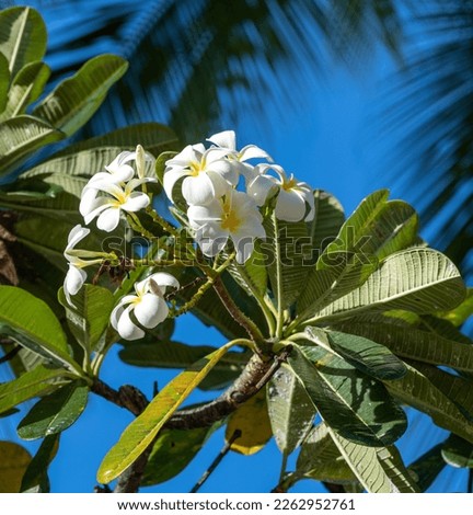 White and Yellow Plumeria Blossoms with Green leaves in Hawaii.