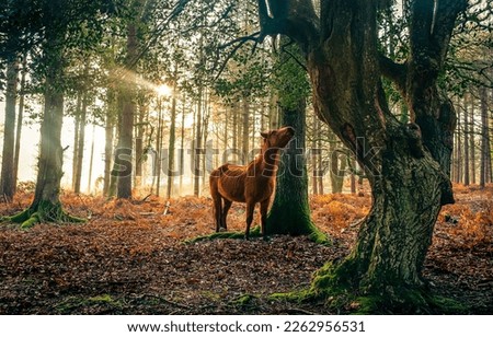 A horse in the autumn forest in the morning. Horse in autumn. Horse in autumn forest. Autumn horse portrait