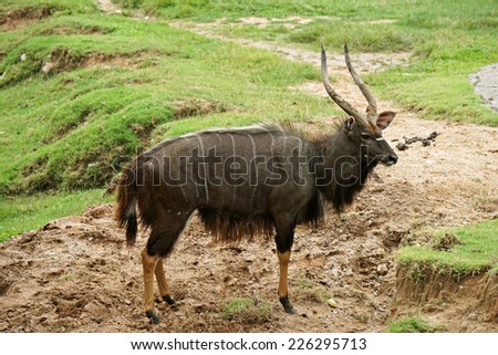 Wildebeest, Wildlife Background