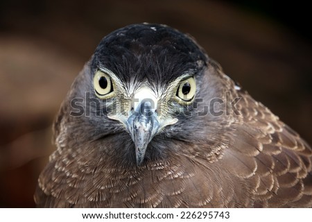 Eagle portrait