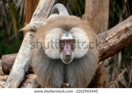 Male sacred baboon in selective focus