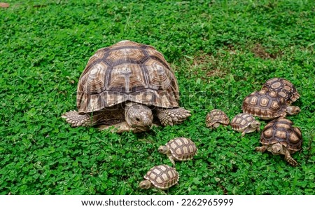 African tortoises playing together, this tortoise is a species of tortoise that inhabits the southern edge of the Sahara desert in Africa. Royalty-Free Stock Photo #2262965999