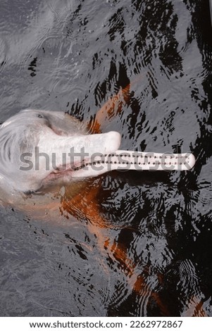 Amazon River Dolphin, Pink Dolphin, (Inia geoffrensis) Iniidae family. Rio Negro, Amazonas, Brazil.