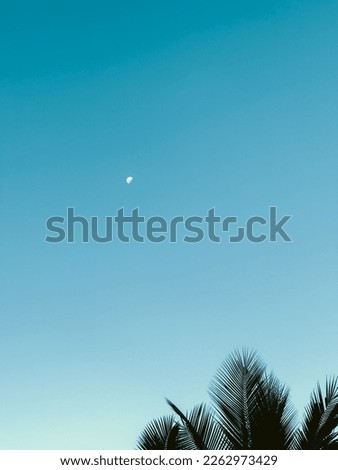 moon, blue sky, background, wallpaper, art, coconut tree, summer, palm tree, shadow, leaf, vacation, tourist, touristing