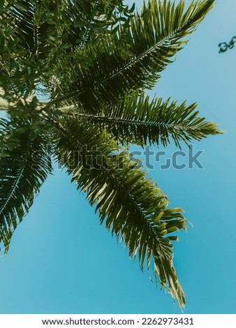 blue sky, background, wallpaper, art, coconut tree, summer, palm tree, shade, leaf, vacation, tourist, touristing