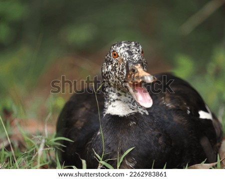 White-winged duck or white-winged wood duck (Asarcornis scutulata)