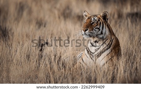 A magnificent tiger with its head held high hid in the dense thickets of steppe grass
