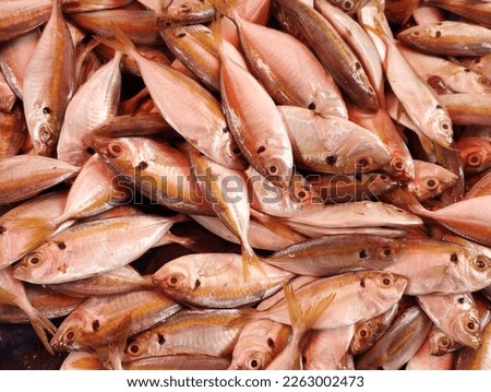 Trader fresh sea fish stock, fresh and healthy fish, sea fish food