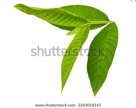 Guava leaf on white background