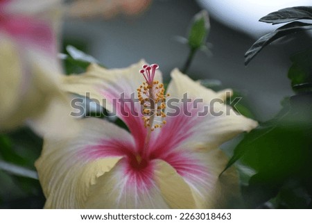 Natural flower pictures,Hibiscus flower pollen.Yellow and pink hibiscus flower background. Bright hibiscus blossom, close up macro. full bloom print.Chinese hibiscus' pure white flower blooming.