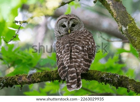A barred owl on a branch