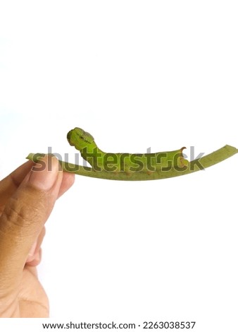 green caterpillar on a plant stem, the tip of the stem is held in hand