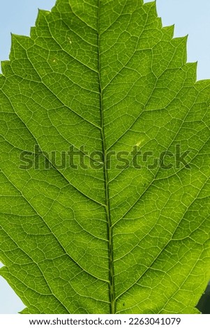 A green leaf veins close up macro photograph