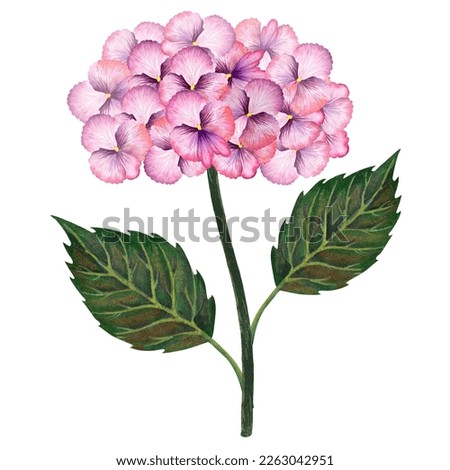 Hydrangea watercolor illustration. Blue summer flower isolated on a white background.