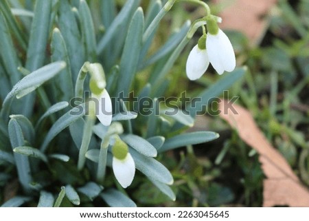 snowflakes plant in spring closeup