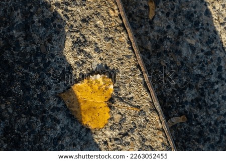 Dried leaf on the ground