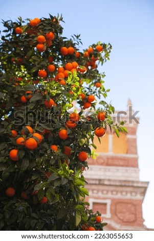 Oranges on the trees in Valencia background
