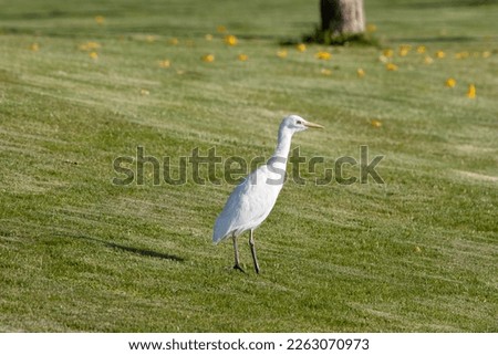Cattle Egret (Bubulcus ibis) walking on a background of green lawn grass