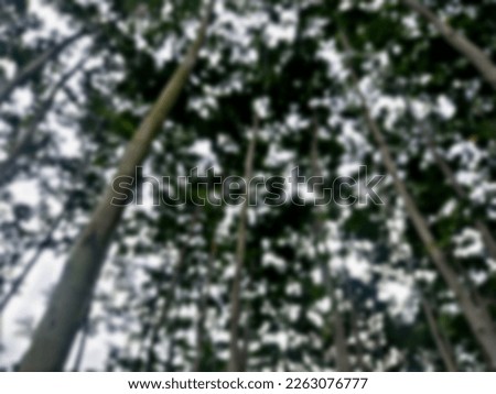 beautiful blur photo of clear sky under the leaves of tall trees in the forest, sunlight covered by tree leaves.