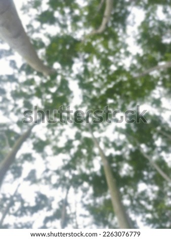 beautiful blur photo of clear sky under the leaves of tall trees in the forest, sunlight covered by tree leaves.