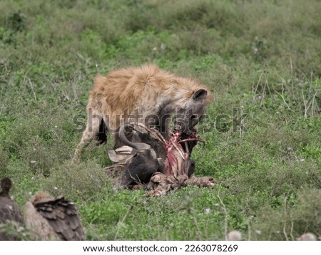 Hyena eating a wildebeest carcass