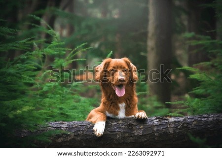 Dog pet photography in the forest