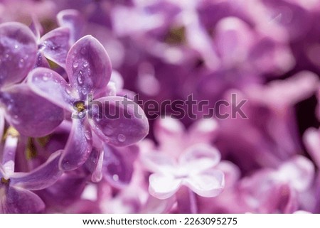 Macro image of spring soft violet lilac flowers, natural seasonal  floral background.