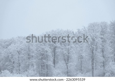Forest edge in winter wonderland
