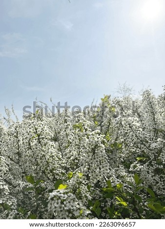 Bridal wreath, blooming park, spring Royalty-Free Stock Photo #2263096657