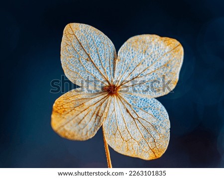 dry hydrangea flower on a dark background - artistic macro picture