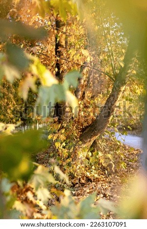 Trees, yellowed foliage, autumn weather