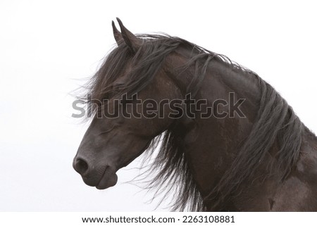 beautiful Friesian horse mare portrait Royalty-Free Stock Photo #2263108881