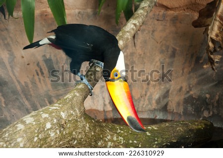 A toco toucan is standing on a branch