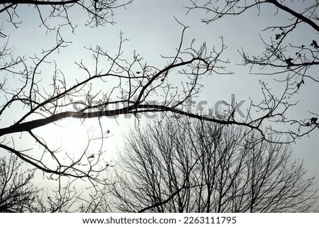 Bare silhouettes of tree branches against a blue white sky with the sun shining - February winter with little snowfall, warning - the snow has recently melted