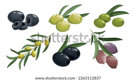 Green and black olives set. Olive twigs with leaves. Best for olive oil products, farm market products etc. Vector illustrations. Royalty-Free Stock Photo #2263112837