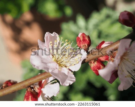 Red plum flowers in early spring, Close-up