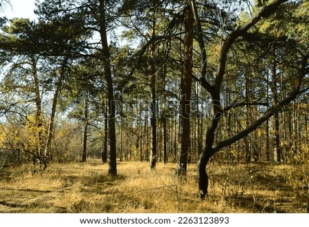 View of the autumn sunny landscape in the forest