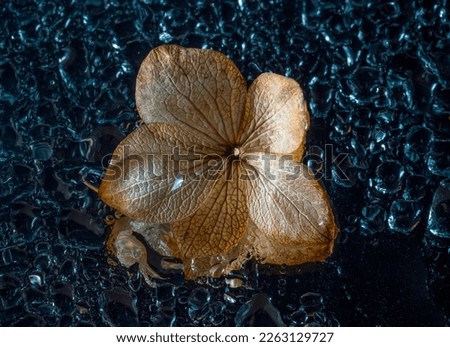 dry flower on a dewy background - artistic picture