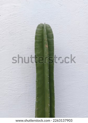 Cactus in the white wall