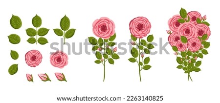 Roses flowers set. Floral plants with pink petals. Botanical vector illustration isolated on white background.