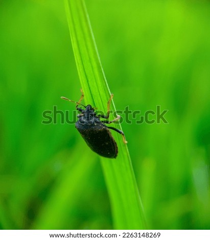 Scotinophora coarctata Bedbugs are one of the most important rice pests, and are a big problem for farmers, because they can reduce rice productivity and even crop failure.