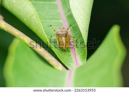 Faded Spitting spider,  Syctodes globula, Satara, Maharashtra, India