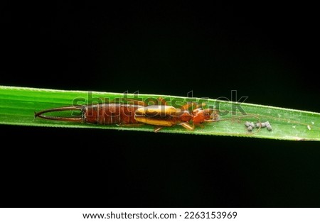 Common earwig insect,Forficula auricularia, Satara, Maharashtra, India