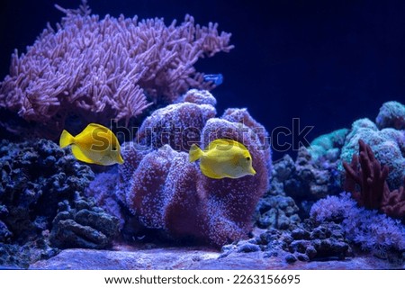 Coral reef scenery with yellow tang  (Zebrasoma flavescens). Popular marine aquarium fish. 