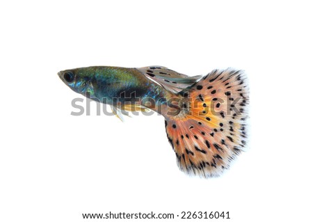 guppy fish isolated on white background