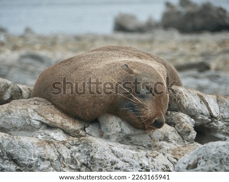 beautiful picture of a sleeping seal.