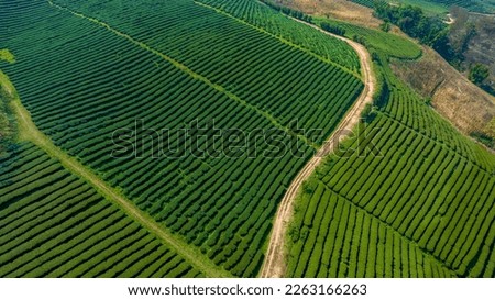Plantation ecological tea garden.  Green tea mountain. tea plantation background. Beautiful Tea field leaf on mountain.