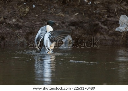 A male merganser duck in the winter on a river	